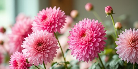 Obraz premium Soft Pink Chrysanthemum Flowers, Elegant Floral Backdrop