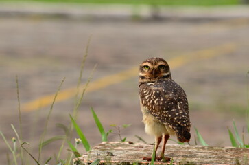 eagle owl in the grass