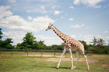 Close-Up of Giraffe Walking at Safari Park in Ontario, Canada