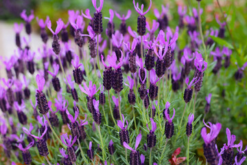 Beautiful purple flowers of French Lavender