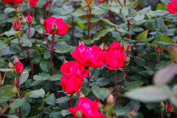 A beautiful rose bush in a public park in Japan