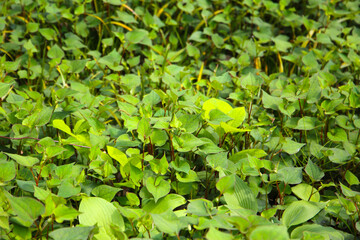 Houttuynia cordata plant, Houttuynia cordata Thunb.