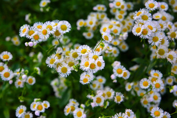 Eastern daisy fleabane (Erigeron annuus) in full bloom