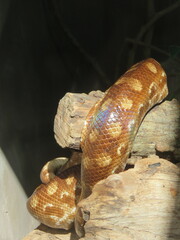 orange snake with rainbow