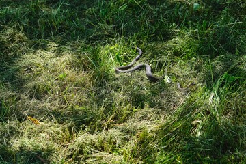 Non-venomous snake, black grass snake with orange spots on its head on a lawn with green grass. Reptiles.