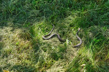 Non-venomous snake, black grass snake with orange spots on its head on a lawn with green grass. Reptiles.