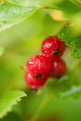 Red currant macro photo. Currant bush after rain.