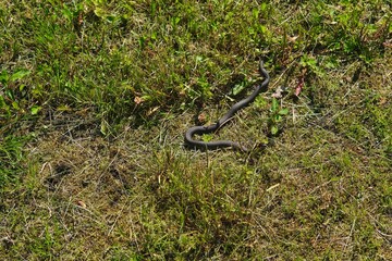 Non-venomous snake, black grass snake with orange spots on its head on a lawn with green grass. Reptiles.