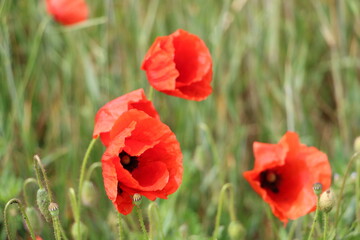 Red poppy flowers – bright trio close-up