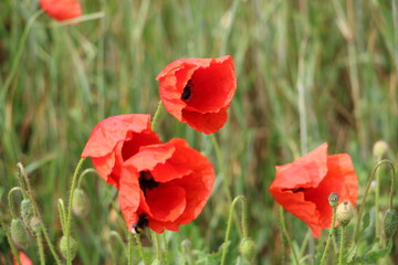 Red poppy flowers – isolated against green