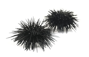 Black sea urchin, Arbacia lixula, isolated on white, side view