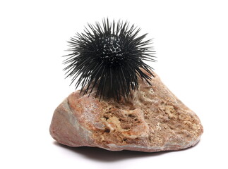 Black sea urchin on stone, Arbacia lixula, isolated on white background, side view
