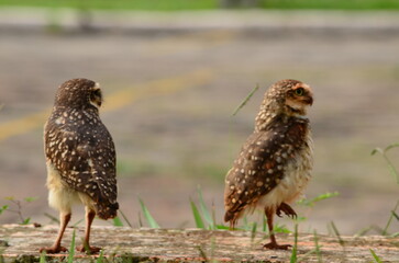 owls in the grass