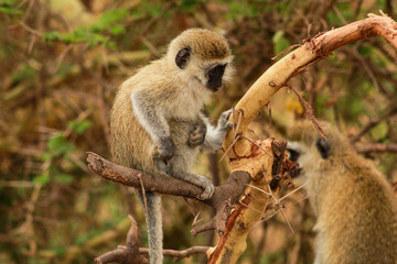 Vervet Monkey in the tree