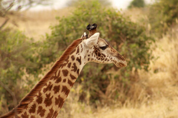 Giraffe II