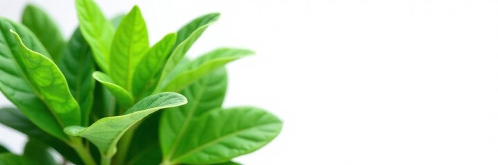Soy plant leaves, intricate detail, pure white backdrop, plant detail, macro