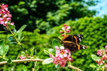 A Red Admiral butterfly perched on vibrant pink blossoms in a sunlit garden, with a blurred green hedge and trees in the background