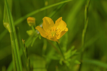 A yellow flower blooms in the middle of the grass.