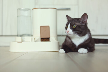 A Curious Cat is Investigating its Automatic Feeder with great interest and excitement