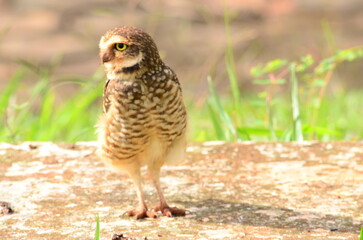 barn owl on a rock