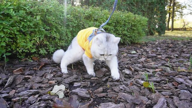 A white cat in a yellow sweater, digging chips from sawdust, after defecation