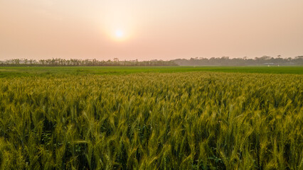 Golden Wheat Field at Sunset in Rural Bangladesh – Agricultural Landscape. Field of wheat