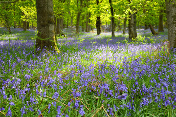 Bluebell flowers blooming in the sunshine