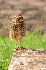 owl on the grass