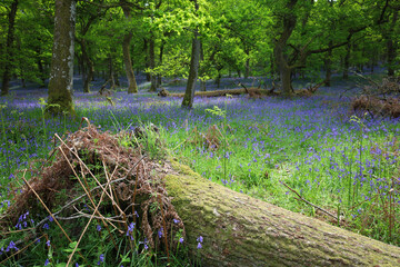 Purple Bluebell flowers blooming in the forest in Scotland, UK