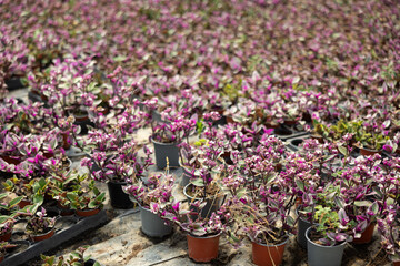 Many flower pots with blooming flowered violet tradescantia stand in greenhouse