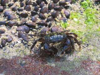 crab on the rock 