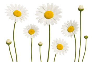A collection of white daisies in various stages of bloom, isolated on a white background,