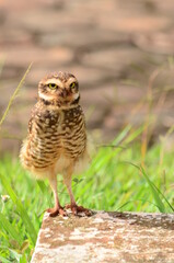 great horned owl in the grass