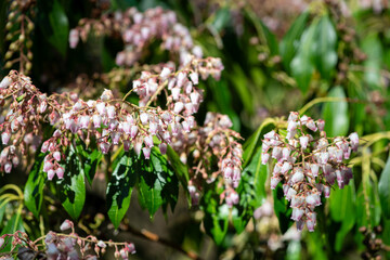 Close up of Japanese pieris (pieris japonica) flowers in bloom