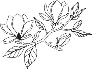 Elegant Magnolia Blossom Illustration Delicate Floral Design with Blooming Flowers and Detailed Leaf Outlines in a Minimalist Black and White Style