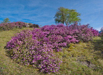 Obraz premium Russia. Mountain Altai. A flowering bushes of Ledebur rhododendron (maralnik) on the slopes of the mountains along the Chuysky tract near the village of Kupchegen.