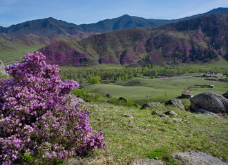 Russia. Mountain Altai. A flowering bushes of Ledebur rhododendron (maralnik) on the slopes of the...