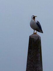 seagull on the roof