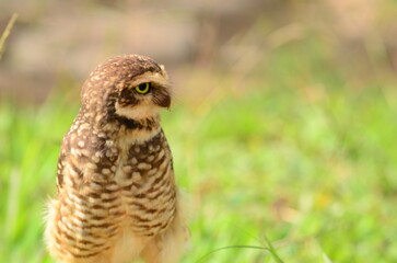 barn owl in the grass