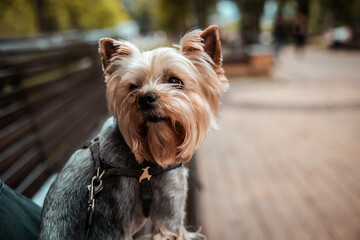 A cute Yorkshire Terrier sits on a bench, gazing up with a curious expression on its muzzle. A close-up shot of a charming Yorkie dog with a curious expression, sitting outdoors on a bench, looking up