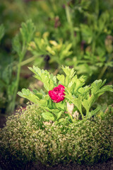 one
southern Ranunculus , one beautiful red flower bud