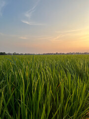 Green rice plants with a view of the afternoon sky.