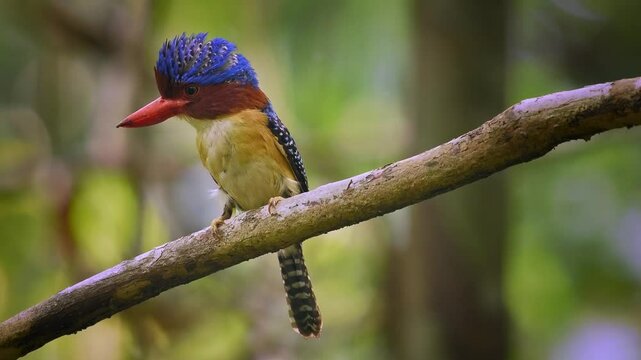 Banded kingfisher - Lacedo pulchella tree kingfisher bird with the catch insects in lowland tropical forest, male displays its bright blue crown with black and blue banding on the back, flying away