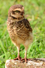 great horned owl in the wild