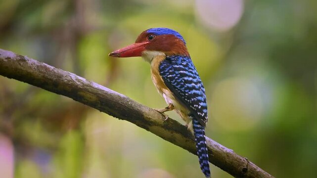 Banded kingfisher - Lacedo pulchella tree kingfisher bird with the catch insects in lowland tropical forest, male displays its bright blue crown with black and blue banding on the back, flying away