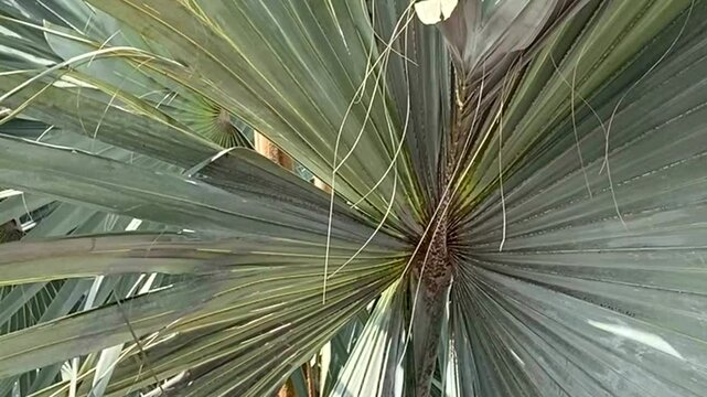 Brahea armata or Mexican blue palm or Blue hesper palm evergreen tree of the palm family Arecaceae.
Green tropical leaves close up,4K