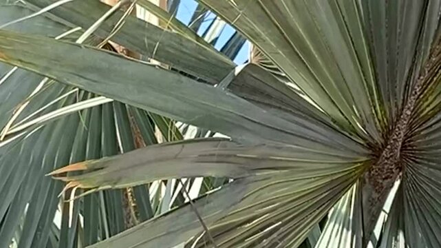 Brahea armata or Mexican blue palm or Blue hesper palm evergreen tree of the palm family Arecaceae.
Green tropical leaves close up,4K