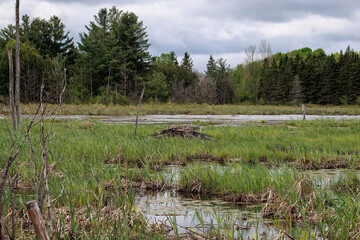A beaver lodge sits in the center of a tranquil wetland, surrounded by water, lily pads, and tall...