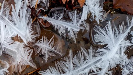 Close-up of intricate ice crystals frozen on water surface, showing a detailed patterns and fragile frost structure on ground with leaves and twigs. - Powered by Adobe