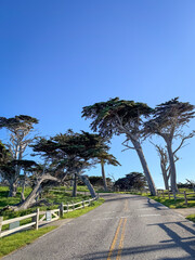 Fototapeta premium Streetview of 17-Mile-Drive with cypress tree in Del Monte Forest, California, USA against blue sky